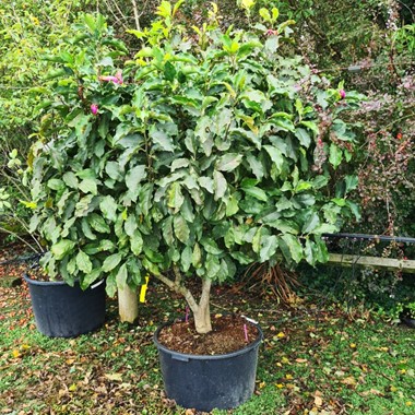 Magnolia 'Susan' (Regular CG 150-175 cm Specimen)